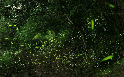 賞螢啖梅子料理！台南「楠西梅嶺賞螢季」4/16閃亮登場