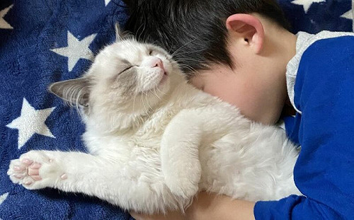 兒將幼貓當抱枕！飼主笑：像親兄弟