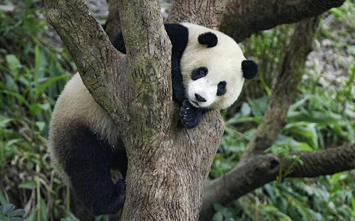 小熊貓圓寶要獨立！為換個人房拚了