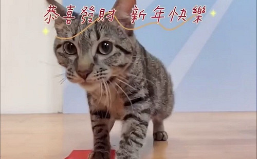 憨貓有憨福  虎斑貓「憨吉」因新北動保處賀歲短片找到幸福
