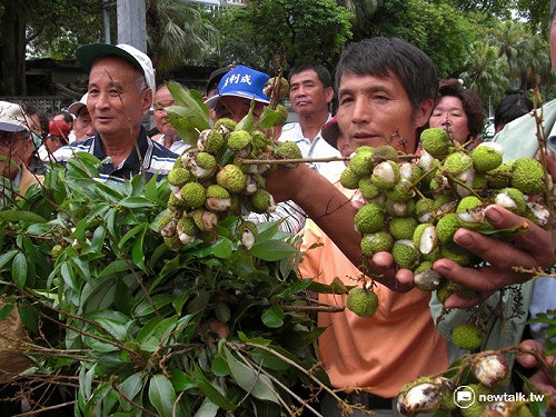 全面救助荔枝受損 農委會26日勘災