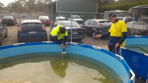 台澳合作水下遙測技術  了解海草床分布狀況