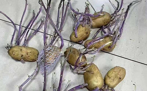 上海政府配給｢發芽馬鈴薯｣恐害人痛苦死亡 當地民眾急問：能不能吃