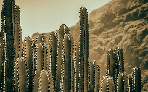 全球暖化威脅大 沙漠植物仙人掌也面臨滅絕危險