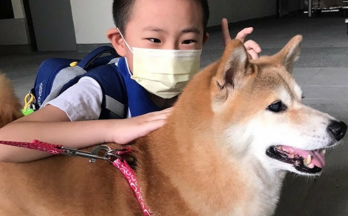 新北校園犬陪伴星星兒  中山國小人狗情緣成佳話