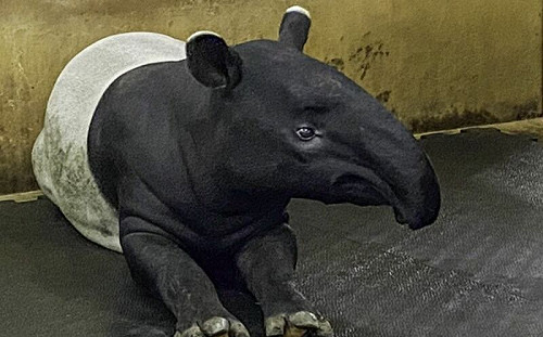 馬來貘貘樹要相親！最強乾爹留言了