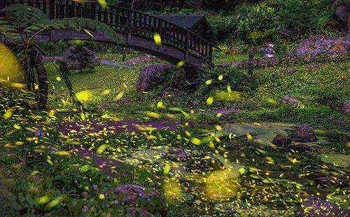 全台賞螢秘境出爐！阿里山聲量最高