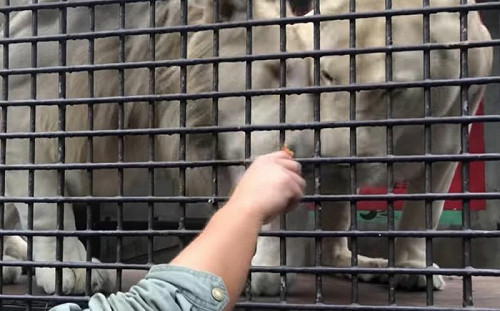 大貓也愛肉泥！你推我擠：多給一點