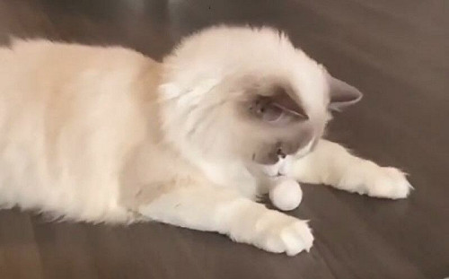 養貓人必玩過！搜集數月愛喵玩嗨了