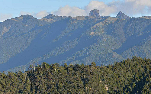 登觀霧遊樂區「榛山步道」賞杜鵑！5/14專業講師帶你賞花趣