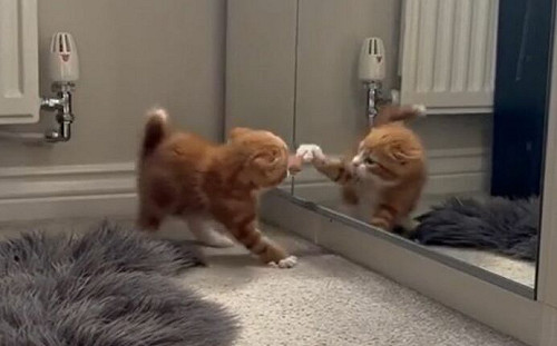 小橘貓對鏡子狂挑釁！頻出肉球拍擊