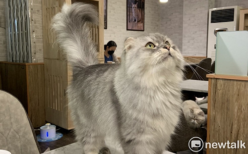 保障毛小孩！農委會：簡化獸醫取得用藥方式