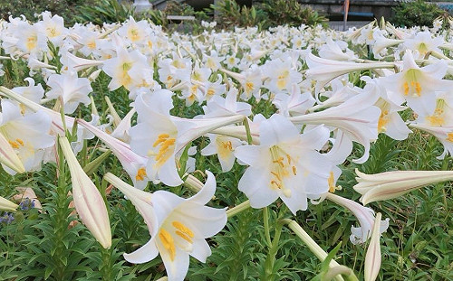 熱度超乎預期！國旅住房補助9/8用罄  觀光局曝最夯5縣市