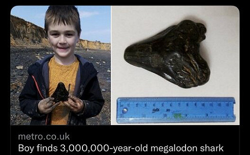 英6歲男孩撿到寶 300萬年前巨齒鯊大鋼牙出土