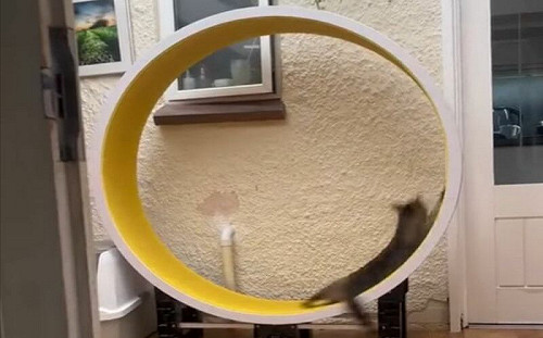 貓咪玩滾輪變失速風火輪！全場笑瘋