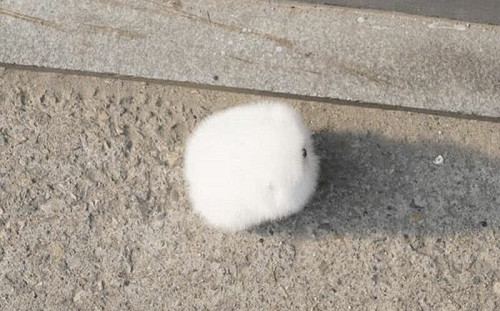 誰掉了顆白色栗子？超萌正面照曝光