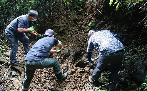 東卯山黑熊遇害有槍傷！異地野放遭質疑  林務局還原決策過程