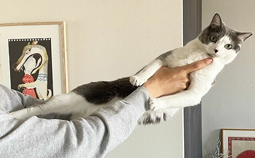 飼主攻防戰！貓伸長雙腿抵死不給抱