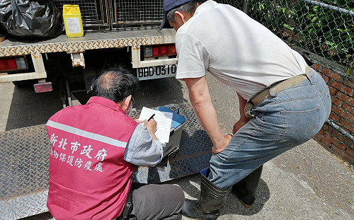 防治牛流行熱  新北動保處偕酪農守護1947頭牛隻健康