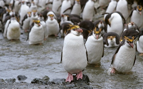 賣企鵝仍救不了!  中企拿獨家牌照 前年賣52隻 今年再賣80隻 仍虧損
