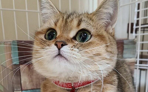 童顏美喵！獸醫師認證貓界蘿莉超甜