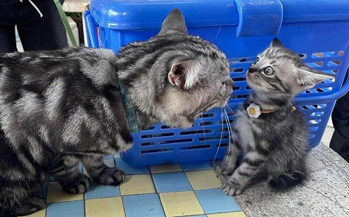 父子初見面！貓爸狂吼小喵秒斷線