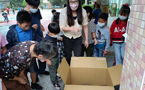 穿山甲迷途求助橫山國小師生 新北動保處即刻救援野放