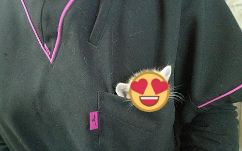 獸醫制服探出小喵頭！網：口袋怪獸