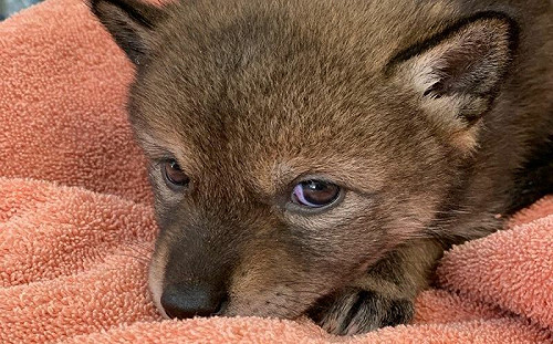 路邊撿到落單小狗！送檢驚覺糗大了