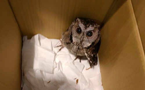 三峽桃子腳學童救援領角鴞 新北市府嘉勉動保小英雄