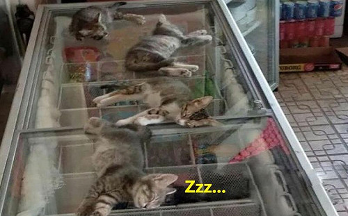 天氣熱4浪貓躺冰櫃爽睡！老闆超佛