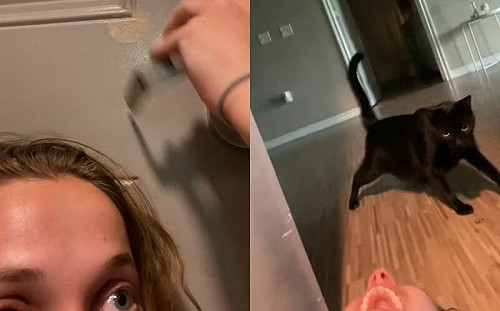 沒帶鑰匙開玩笑請貓幫開！下秒奇蹟