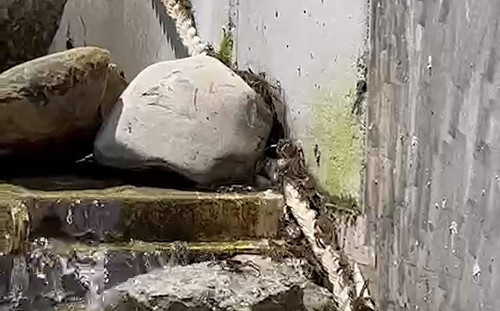 新北水利局用一條麻繩 打通毛蟹回家的路