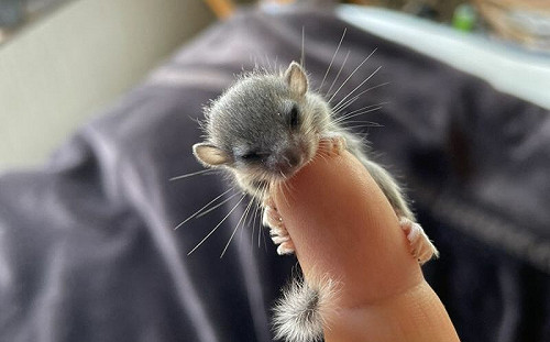 睡鼠不滿2指節！抱人手指呼呼大睡