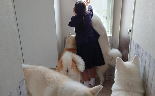 妹妹一開窗！「大狗河流」蜂擁而上