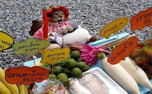 貓老闆擺攤！每天換造型：快來光顧