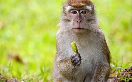 「猴荒」嚴重！ 實驗猴價格7年漲18倍 中國藥企紛紛「囤猴」