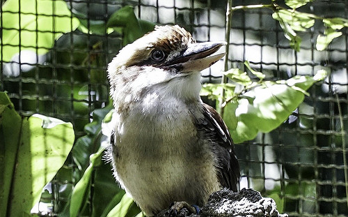 北市動物園首次繁殖成功笑翠鳥滿1歲！一家5口搬新家適應良好