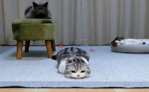 (影)貓咪見玩具狂搖屁屁！網：一直重播