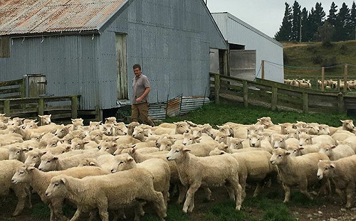 打嗝也要管？ 紐西蘭將對牛、羊排放氣體進行管制