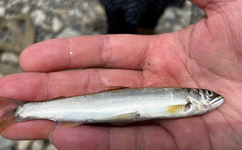 「溪流之王」回來了 新北打造新店溪香魚復育廊道