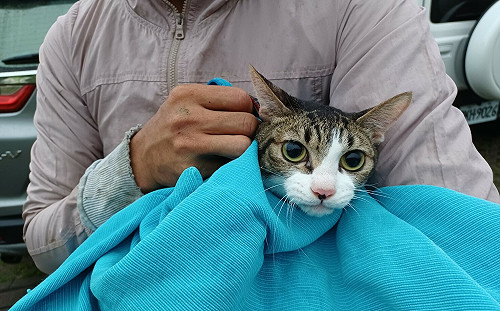 喵星人懸崖驚魂夜  新北動保處驚險神救援