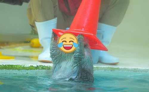 海獺頭戴分類帽！重現哈利波特場景