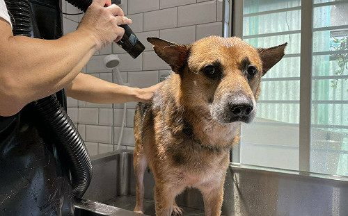 梅雨季悶熱又潮濕 新北動保處三妙招讓毛寶貝遠離皮膚病