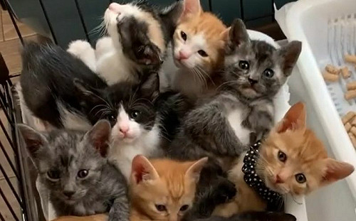 8貓兄妹黏TT！上廁所國中妹式揪人