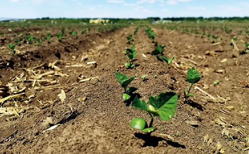 14億人飯碗告急！生產力下降20% 中國東北黑土地退化 保衛戰刻不容緩