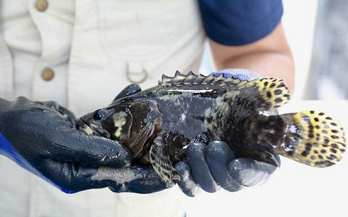 農漁產外銷靠「台日友好」？陳吉仲：是市場機制