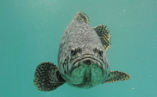 石斑魚、養殖場「全合格」公正性遭疑！陳吉仲：願由第三方檢驗