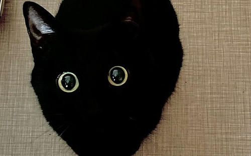 神隱少女小黑炭是真的？萌翻70萬人