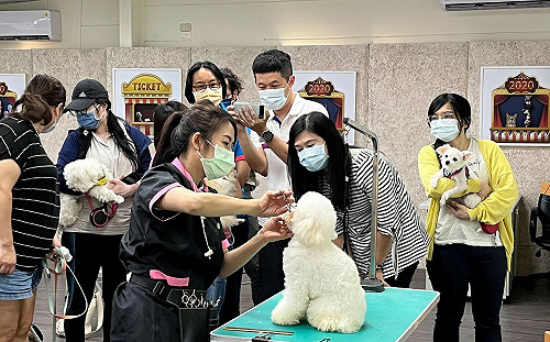 防疫也要美美的  新北動保處傳授居家寵物美容秘技